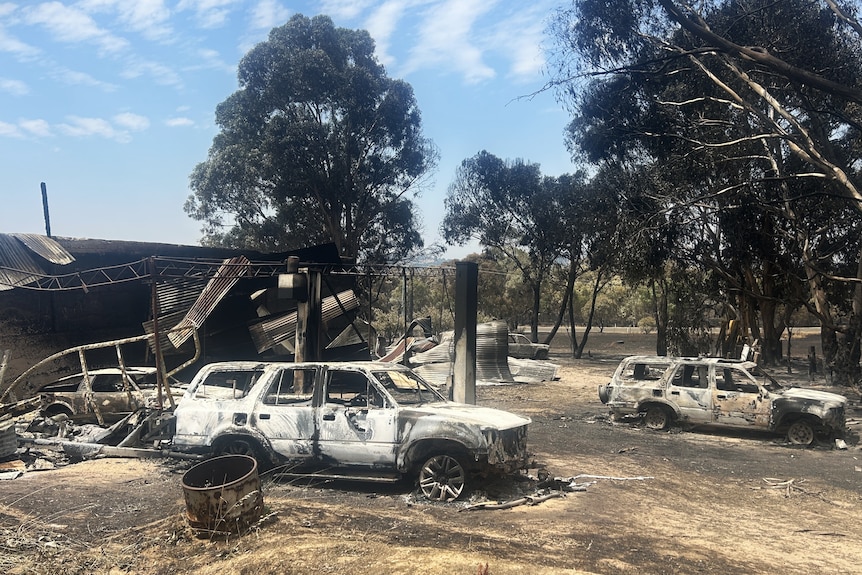 Two burnt cars and shed among charred gum trees.