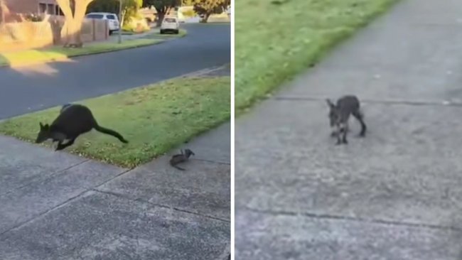 A joey has been flung from her mother’s pouch on a suburban street in Victoria.