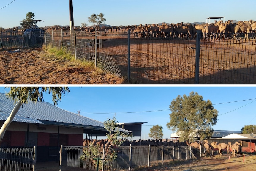 A huge group of camels standing around a remote property.