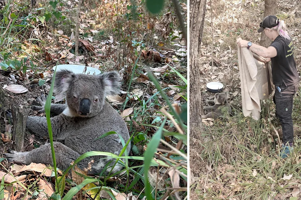 Left: A koala on the ground at Mudgeeraba next to a bowl of water. Right: Amy Wregg holding up a towel, preparing to rescue it.