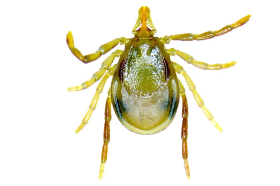 A close up of an Eastern paralysis tick. 