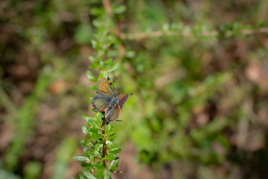 A colourful butterfly sits on a plant.