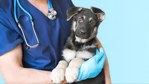 Getty Images A veterinarian wearing blue scrubs and a stethoscope gently holds a young black and tan puppy, possibly a German Shepherd, in a clinical setting. The vet's gloved hand supports the puppy, conveying care and professionalism against a clean, light blue background.
