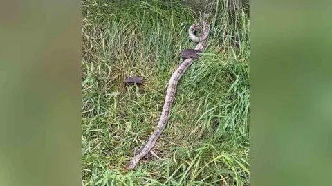Charley Harrison A deceased Amel corn snake lying in long grass in a garden. It has coiled up at the tail.