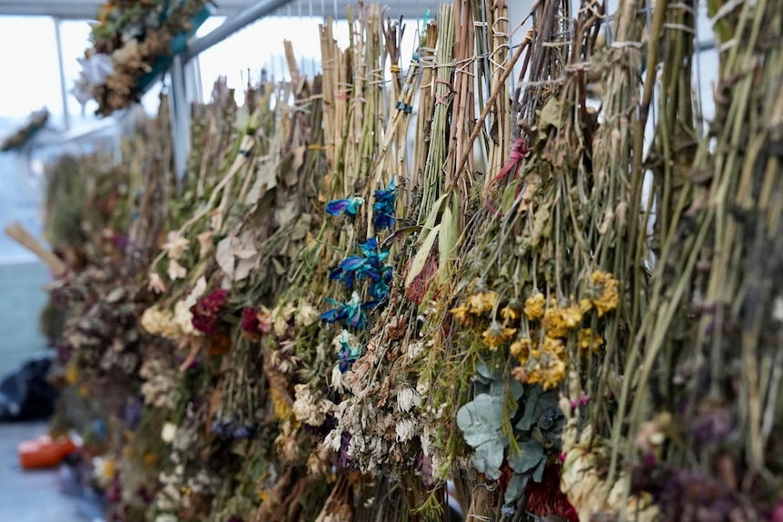 Sydney Jewish Museum curators and volunteers preserve flowers from Bondi memorial