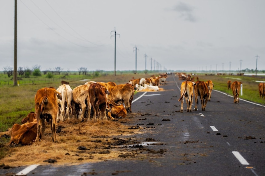 Cattle on the side of the road.