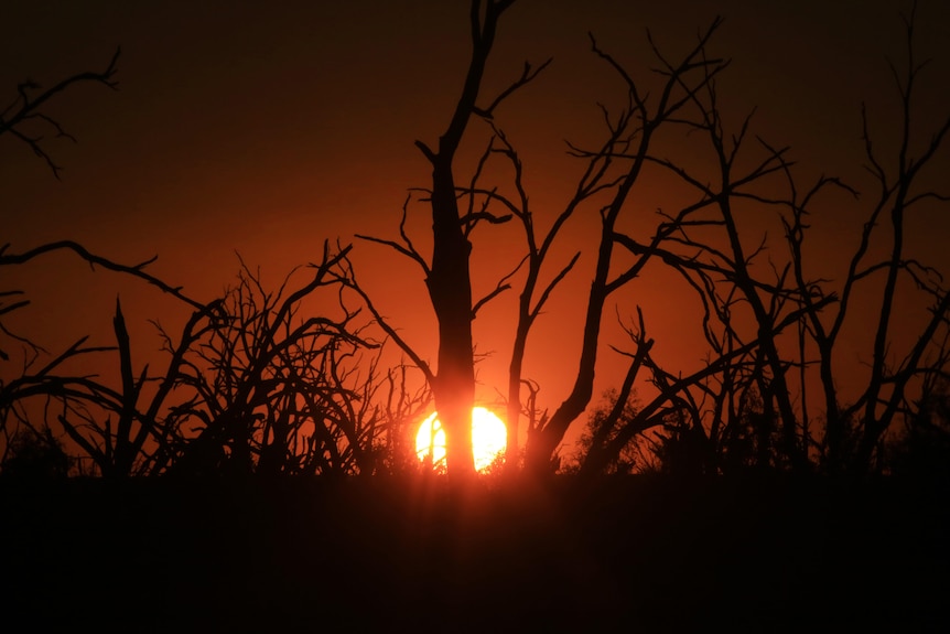 A view of dead trees at sunset.