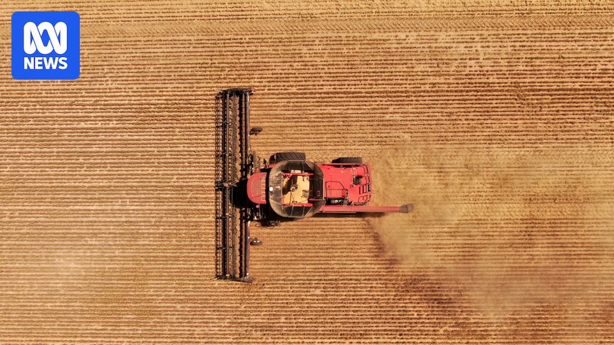 Drought-hit grain growers make every drop of rain count