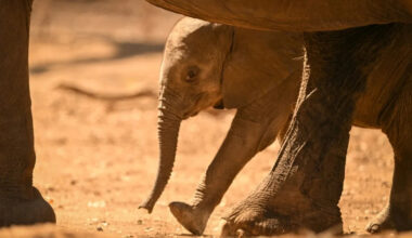 Baby Elephant Calls for Help and the Herd Comes Running