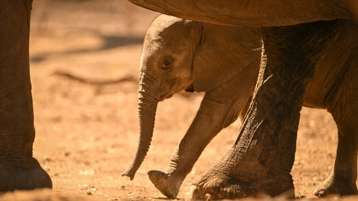 Baby Elephant Calls for Help and the Herd Comes Running
