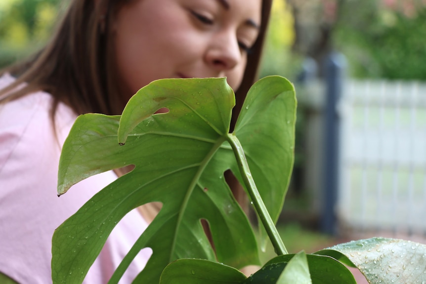 A woman looking at a monstera leaf.