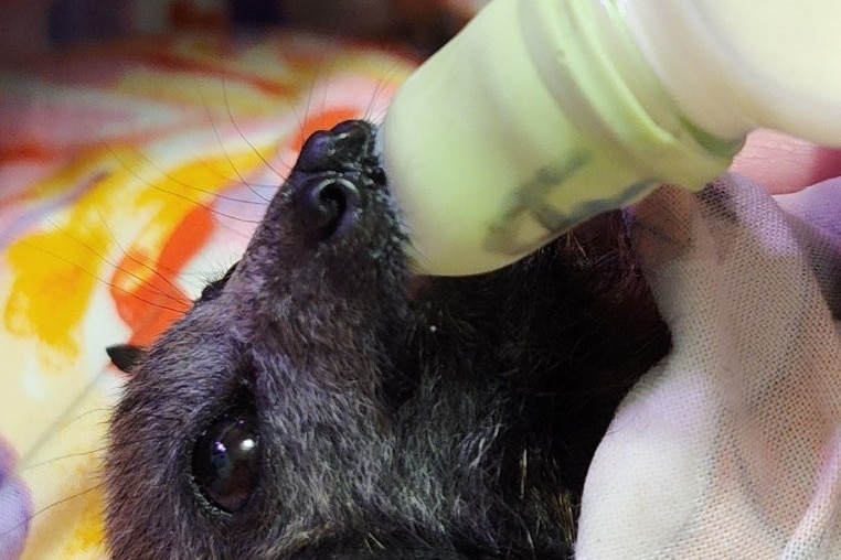 A small and dark coloured bat warpped in a bright blanket drinks from a bottle with a green rubber top.