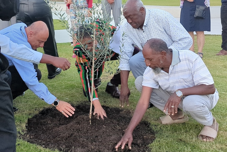 A group of men kneel and pat the soil around a freshly planted olive tree sapling.
