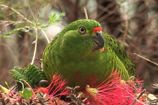 The western ground parrot is critically endangered, with just 140 believed left.