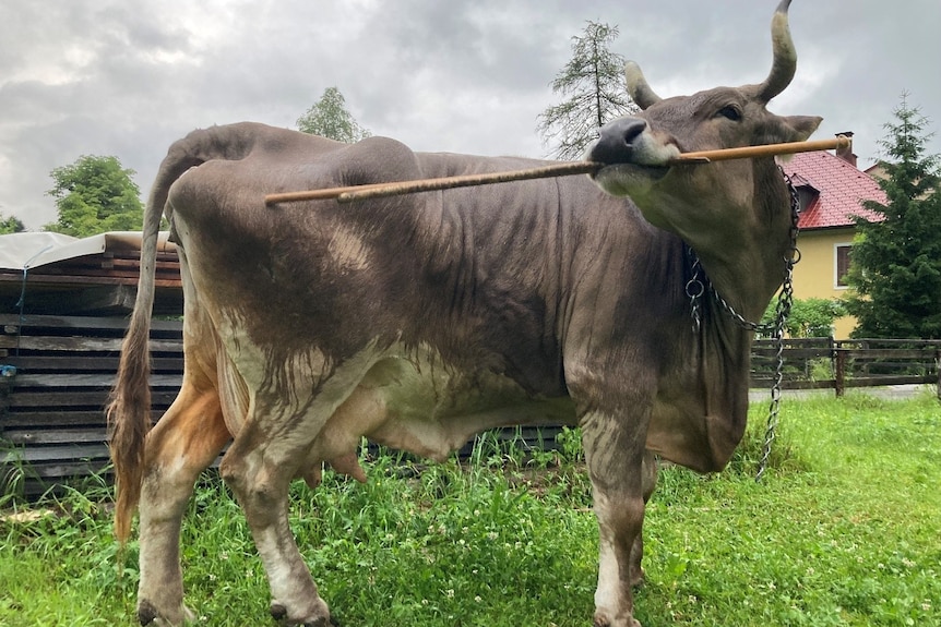 A cow uses a broomstick to give itself a scratch on the rump while standing in a small pasture near a house.