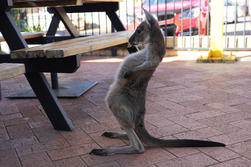 a kangaroo stretching.