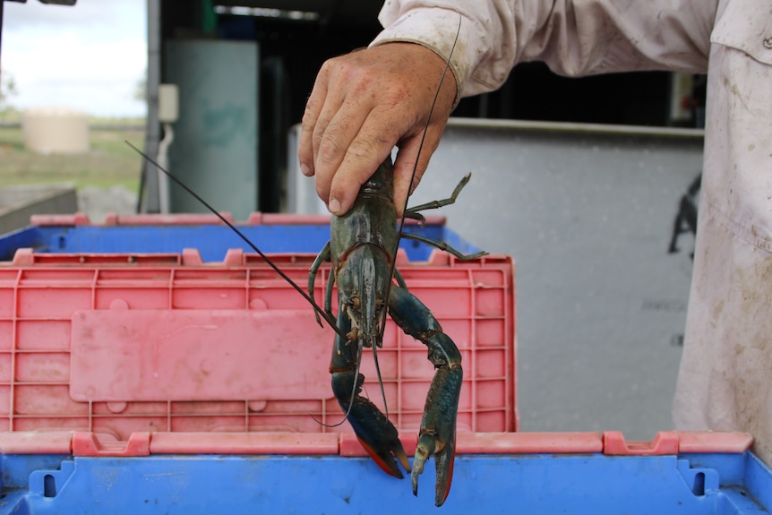 A crate full of freshwater crayfish - most with red claws.