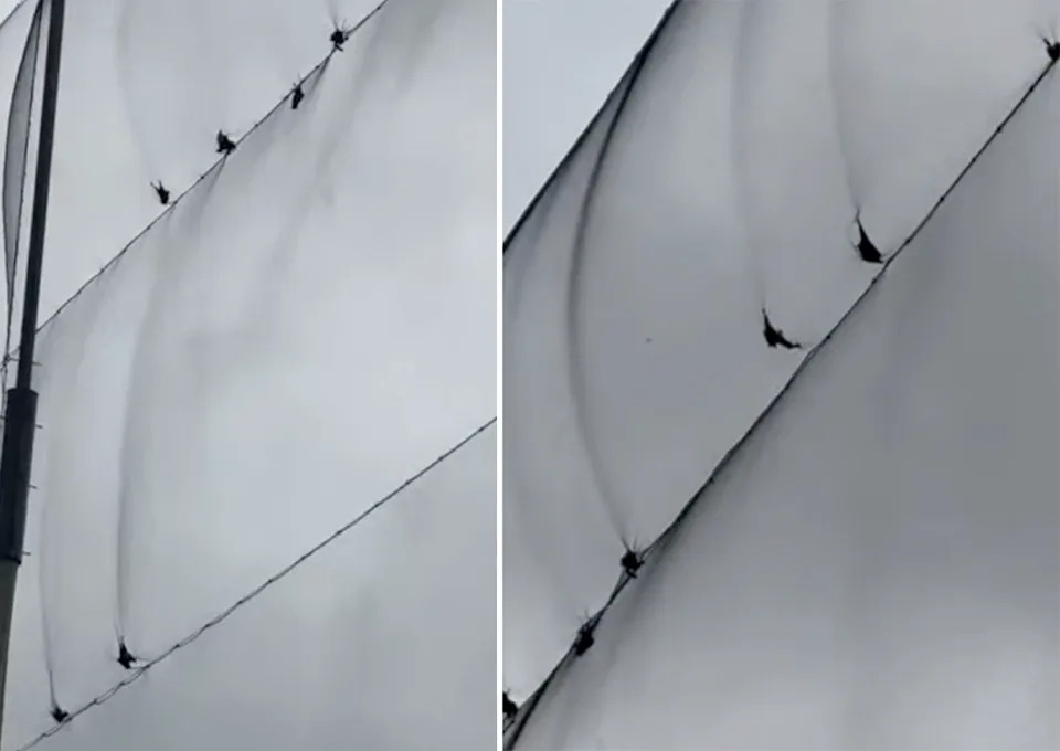 Around 12 bats can be seen stuck high in the net