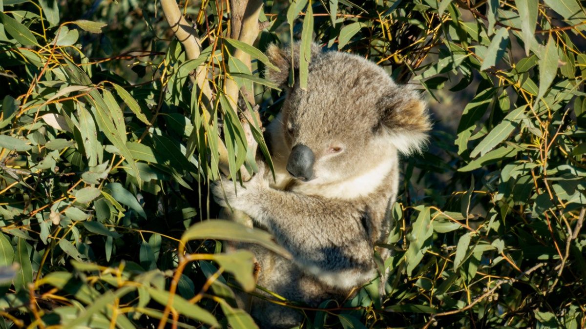 koala in a tree