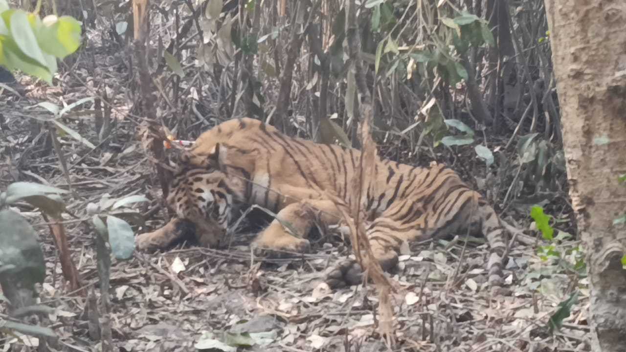 A Royal Bengal tiger was caught in a deer-hunting snare and was later rescued by the Forest Department on 4 January 2026.
