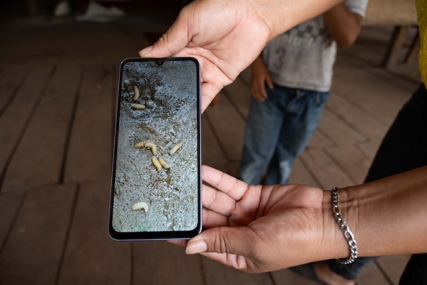 a photo of the New World screwworm (NWS) in Chiapas, Mexico