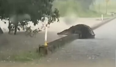 A large crocodile was seen diving off the side of Kruckow Bridge, near Babinda in Far North Queensland