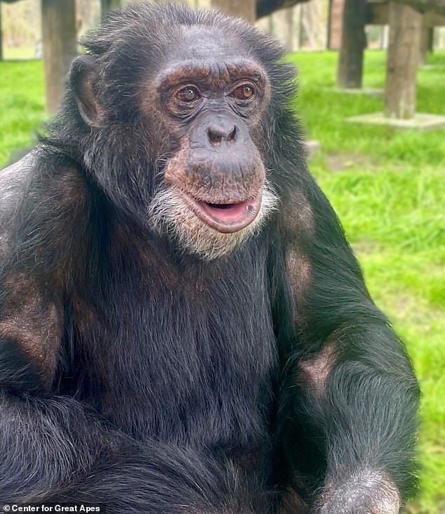 'Bubbles is aging gracefully,' Patti Ragan, the center's founder, told Daily Mail. He is pictured at the center in a recent photo shared by the center with Daily Mail this week