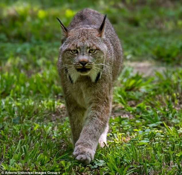 Canada lynx (Lynx canadensis), medium-sized North American felid that ranges across Alaska, Canada and northern United States
