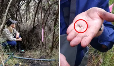 Incredible move to save rare Aussie 'Rice Bubble' creature from growing threat: 'Major risk'
