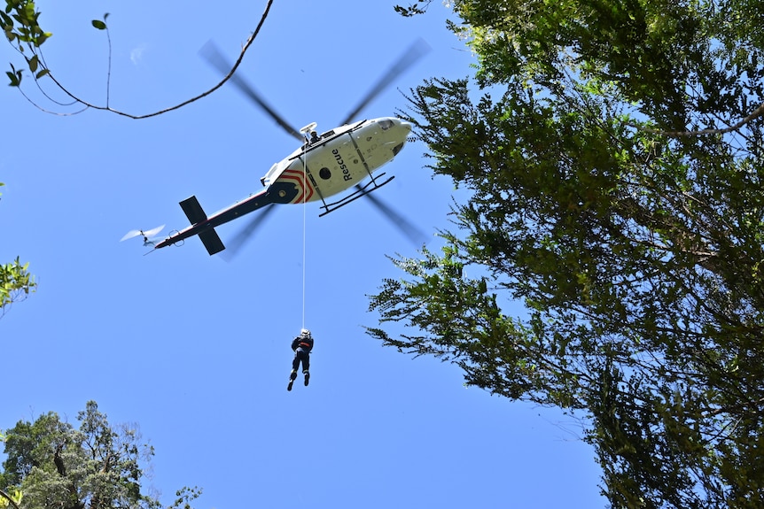 Man descends from helicopter on wire through tree canopy.