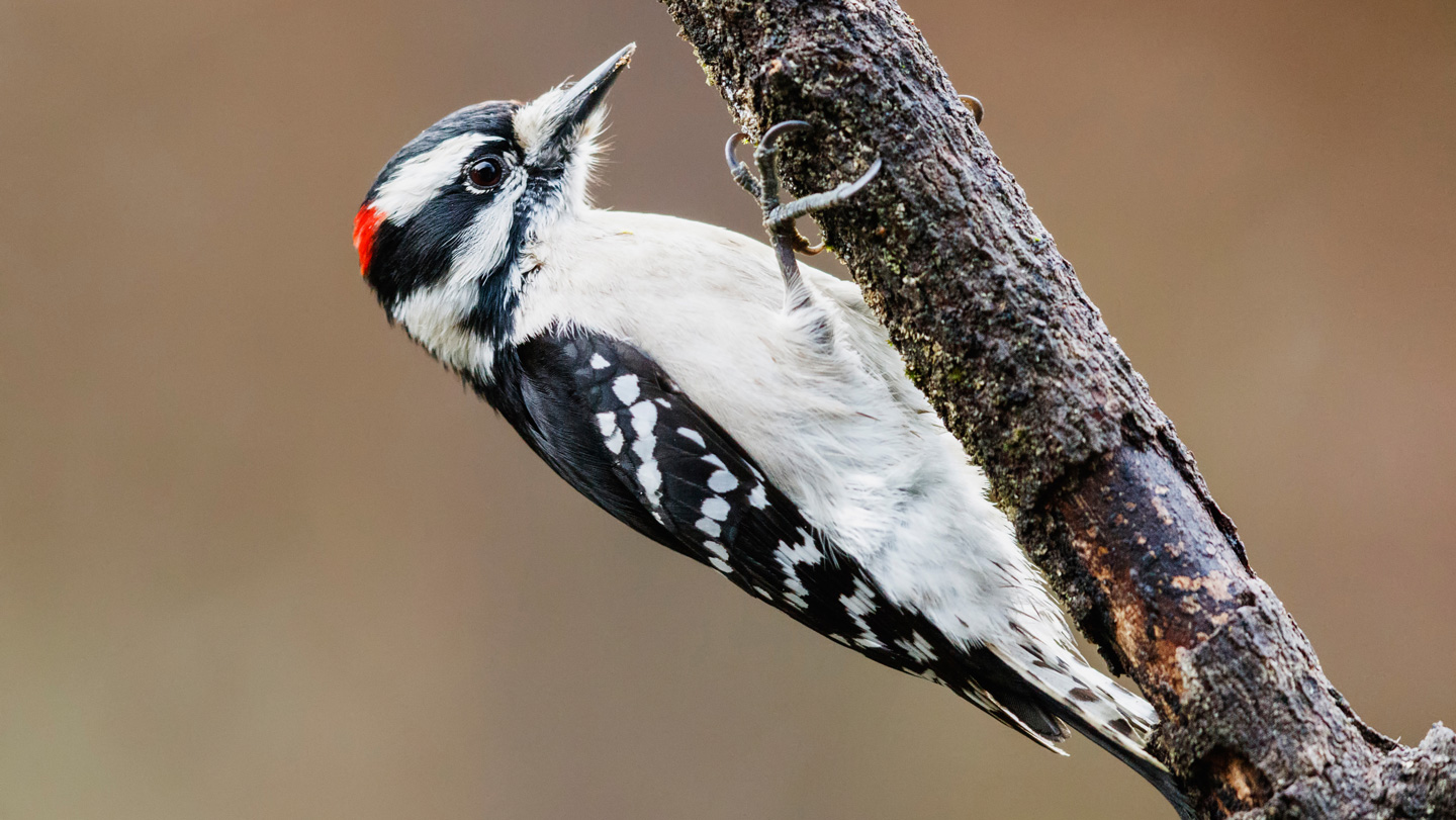 a black and white woodpecker with a spot of red on its head perches on a branch, beak poised to peck away