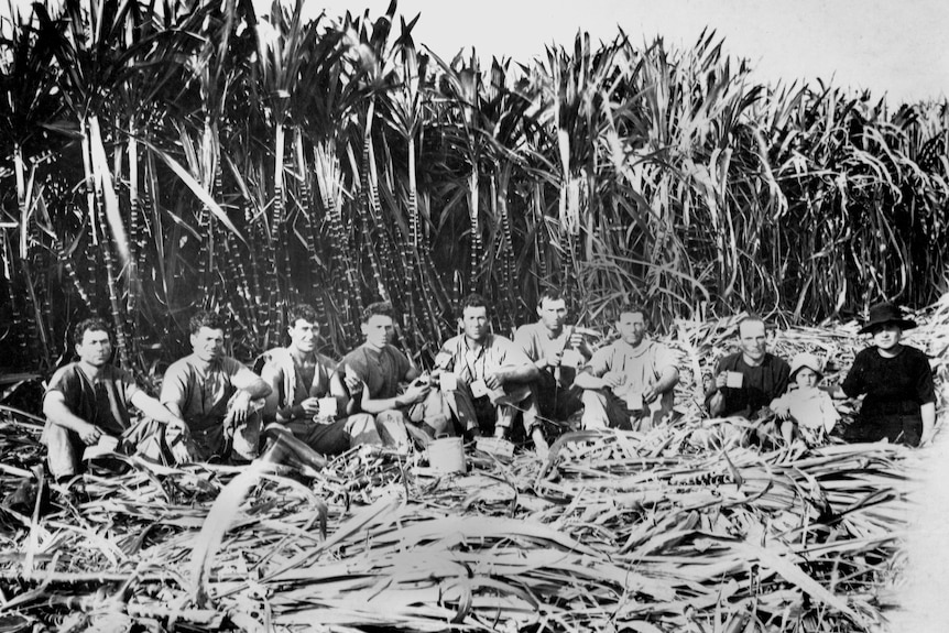 A black and white photo of men  in font of a sugarcane crop. 