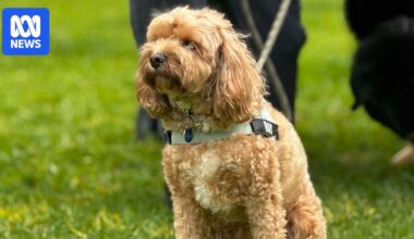 Prison and fines for leaving dogs in hot cars among proposed changes to NSW animal welfare laws
