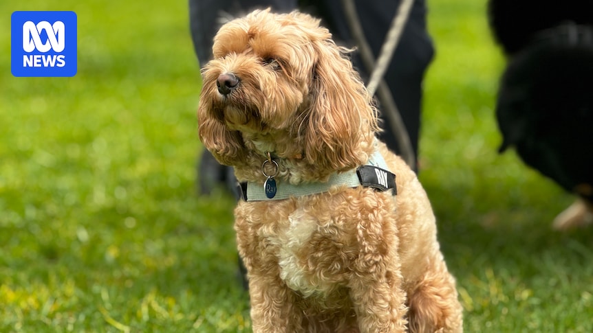 Prison and fines for leaving dogs in hot cars among proposed changes to NSW animal welfare laws