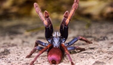 From ‘psychedelic’ spiders to European eels: 10 species heading into 2026 on the brink of extinction