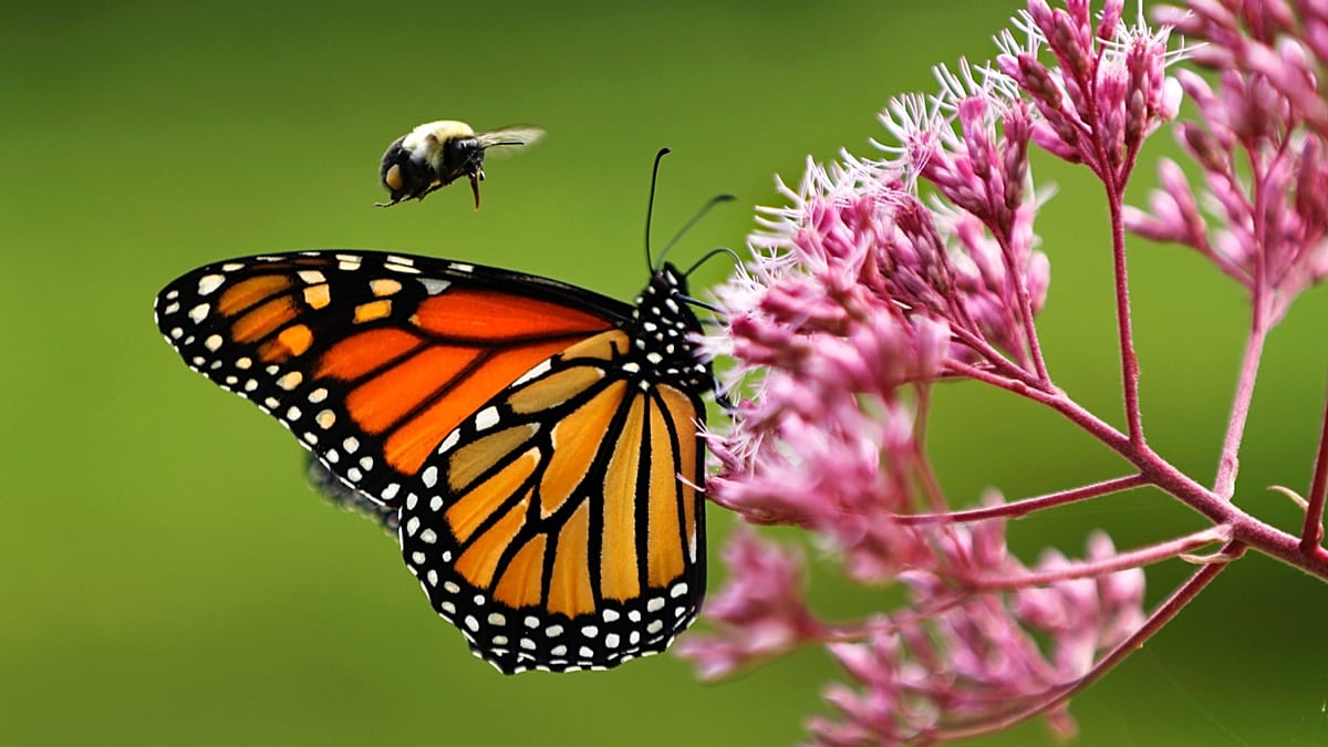 Monarch butterflies face a 3,000km migration. Can they survive with dwindling nectar supplies?