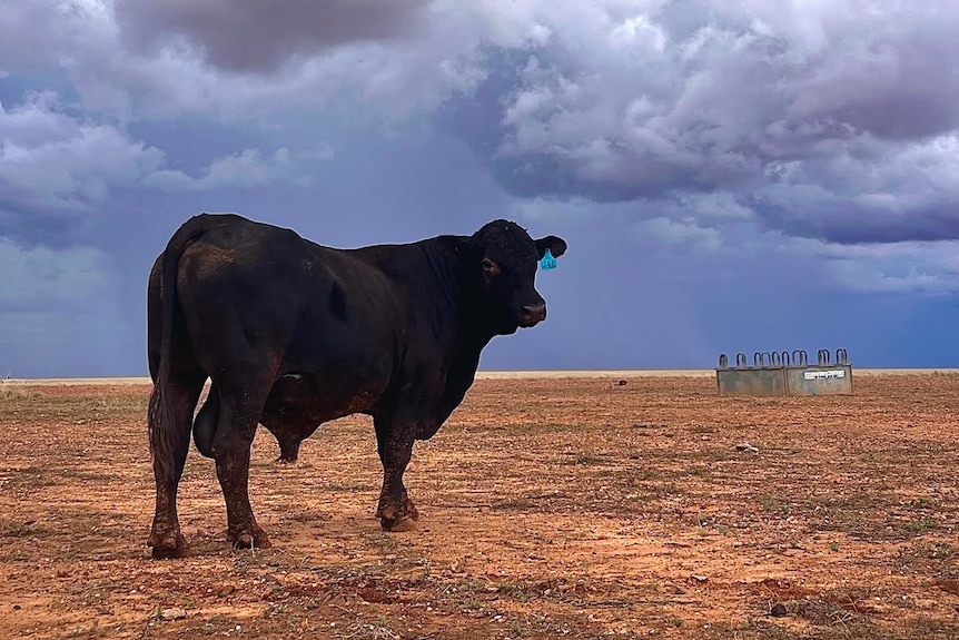black cow standing on outback plain under heavy storm clouds