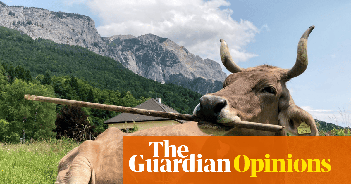 So a cow can use a stick to scratch its backside. When will we learn that humans are really not that special? | Helen Pilcher
