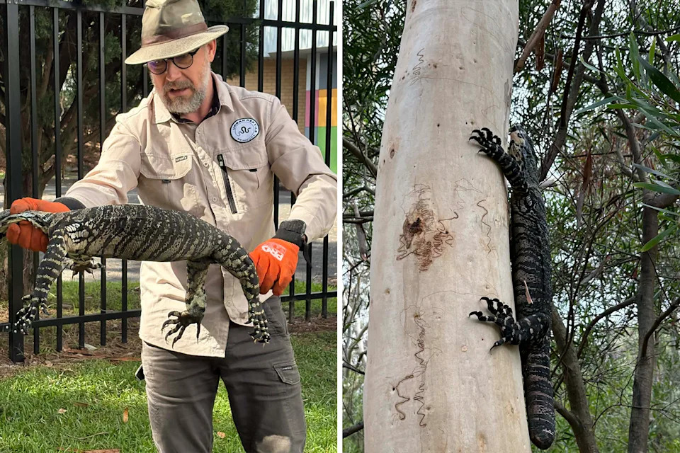 Left: Williams holding the goanna. Right: The goanna after being released on a tree.