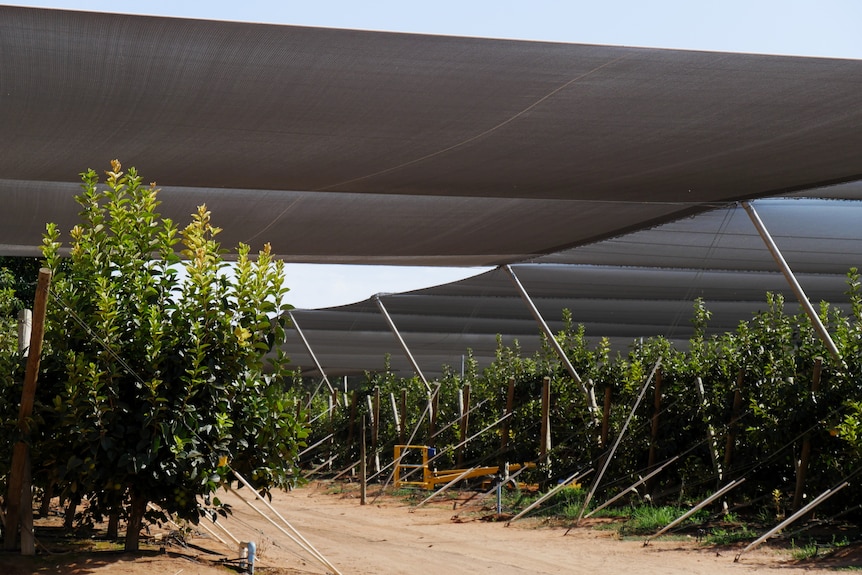netting over persimmons.