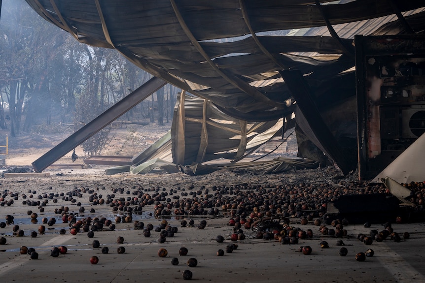 fruit lays scattered and burnt on the floor of a destroyed building.
