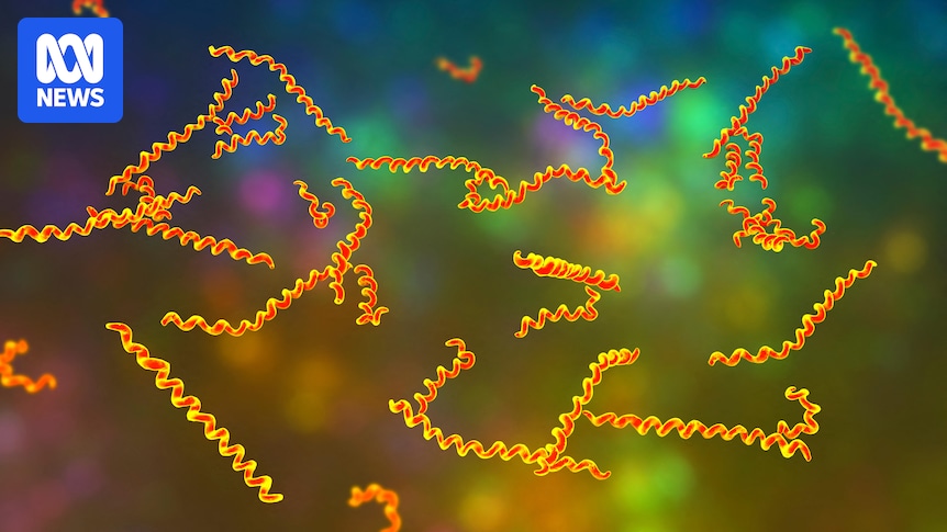 DNA found in an ancient Colombian skeleton may hold answers to origin of syphilis