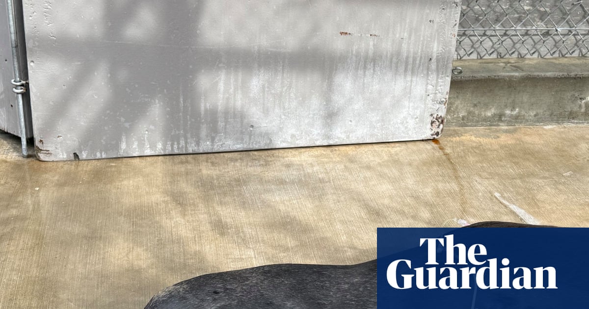 Sea lion recovering in LA after marine center found two bullets in his head | Los Angeles