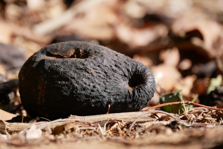 heat impacted avocado on the ground looking shriveled and marked.