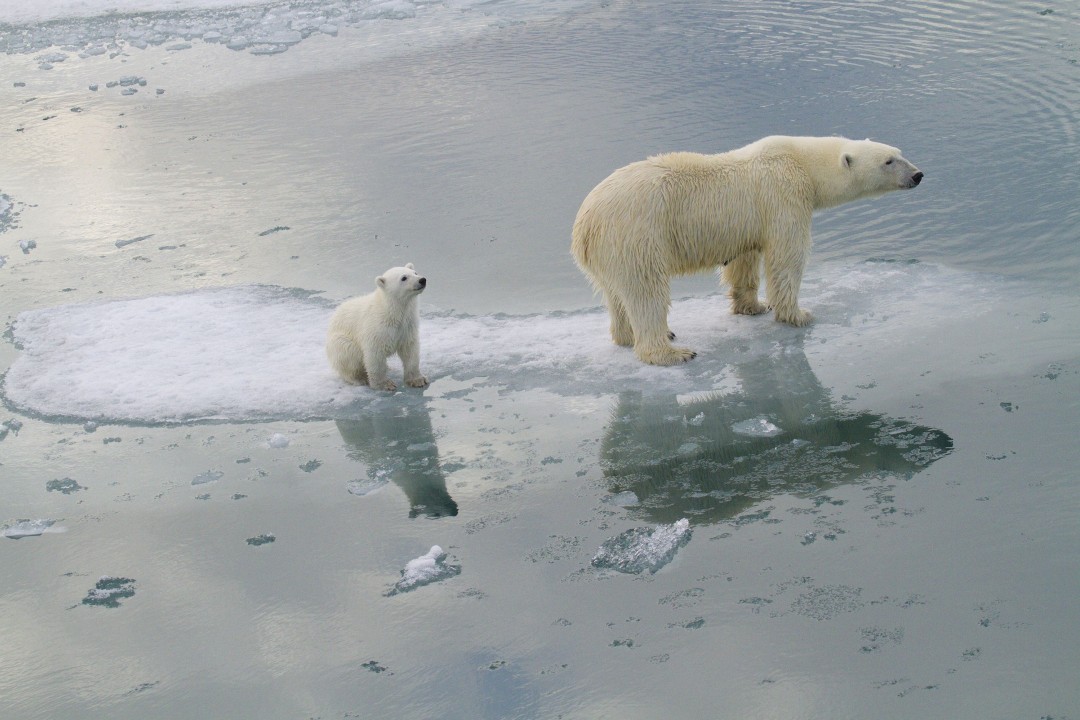 Norway Polar Bears Defy Gloomy Predictions, for Now