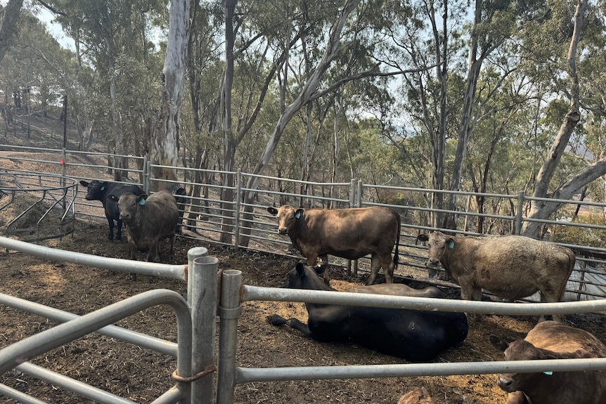 Several cows stand in a paddock.