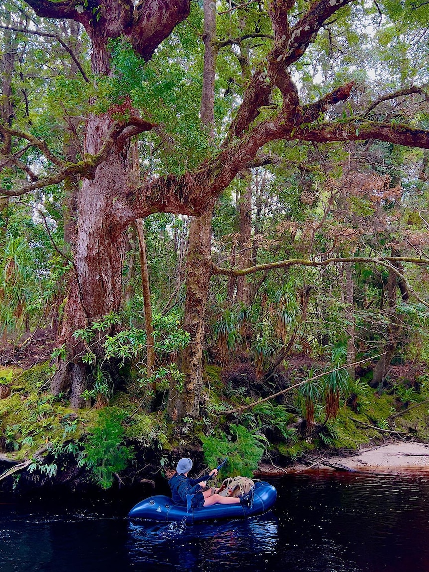 A man kayaks on a river next to trees