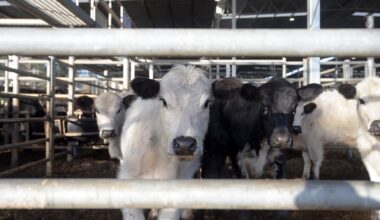 China quota could slash trade by a third