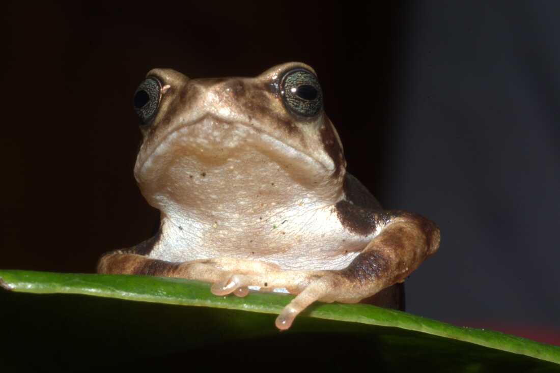 Scientists have described three toad species, including John Lyakurwa (who also took the photos) provided: Luhomero Glandular Tree Toad (Nectophrynoides luhomeroensis) from Udzungwa Mountains National Park (UMNP). It is named after Luhomero Mountains, where the species is restricted within the UMNP that give birth to live young — a rare phenomenon among frogs and toads.
