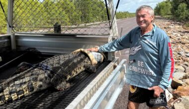 Crocodile caught in creek where children were swimming - News